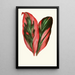 Dracaena Terminalis - Edward Joseph Lowe — framed artwork on a wall