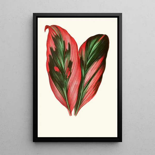 Dracaena Terminalis - Edward Joseph Lowe — framed artwork on a wall