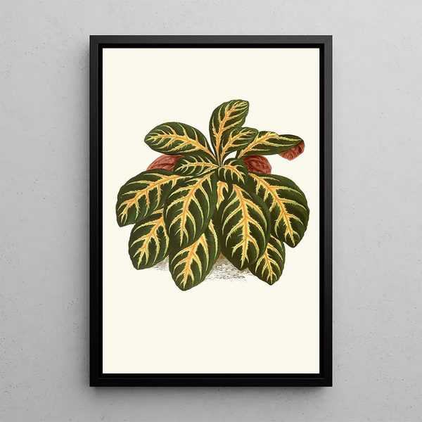 Eranthemum Igneum - Edward Joseph Lowe — framed artwork on a wall
