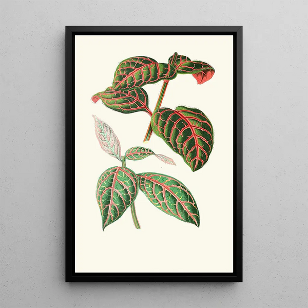 Eranthemum Sanguinolentum - Edward Joseph Lowe — framed artwork on a wall