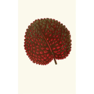 Gesneria Exoniensis - Edward Joseph Lowe — artwork view