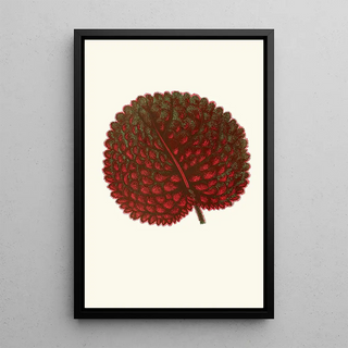 Gesneria Exoniensis - Edward Joseph Lowe — framed artwork on a wall