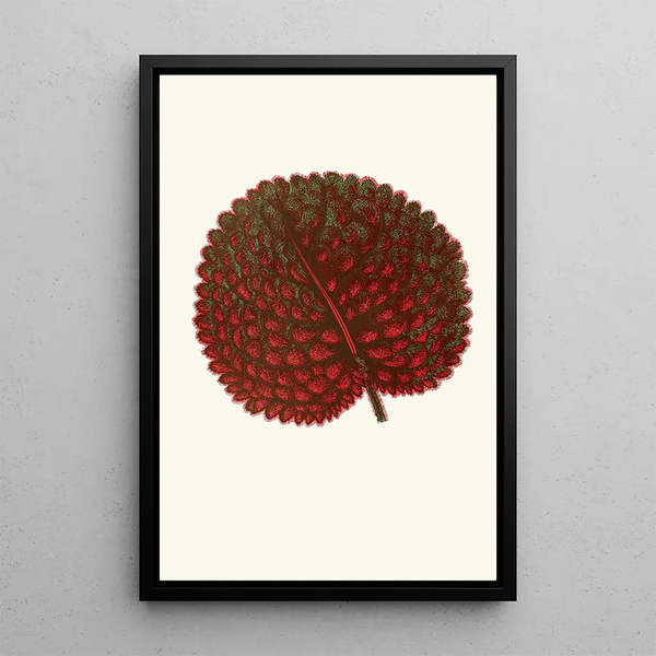 Gesneria Exoniensis - Edward Joseph Lowe — framed artwork on a wall