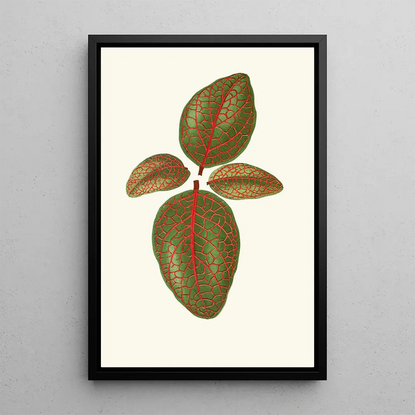 Gymnostachyum Verschaffeltti - Edward Joseph Lowe — framed artwork on a wall