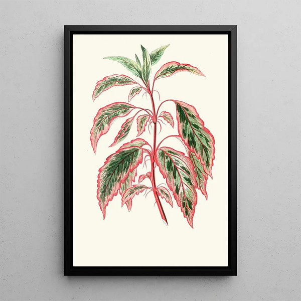 Reproduction of the painting Hibiscus Cooperi - Edward Joseph Lowe