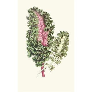 Reproduction of the painting Les plantes feuillues - Edward Joseph Lowe
