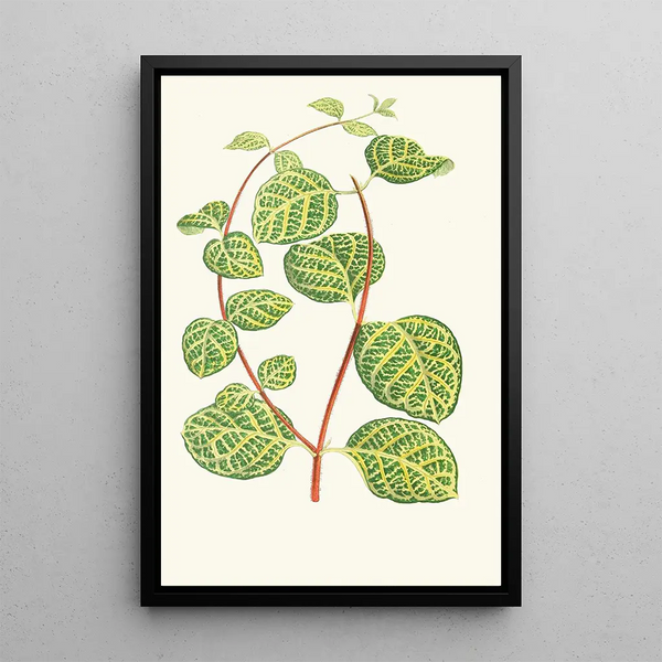 Reproduction of the painting Lonicera Brachypoda - Edward Joseph Lowe