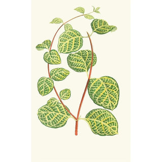 Reproduction of the painting Lonicera Brachypoda - Edward Joseph Lowe