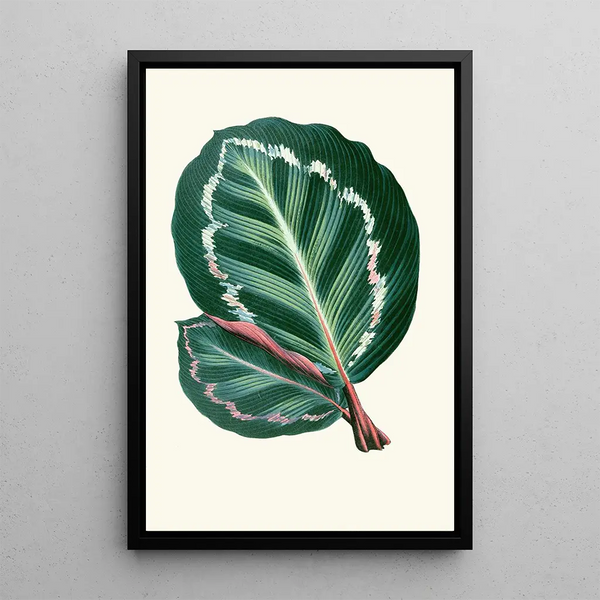 Maranta Illustris - Edward Joseph Lowe — framed artwork on a wall