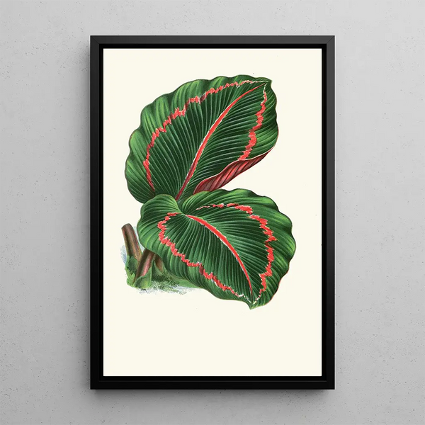 Maranta RoseoPicta - Edward Joseph Lowe — framed artwork on a wall