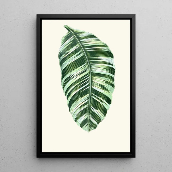 Musa Vittata - Edward Joseph Lowe — framed artwork on a wall