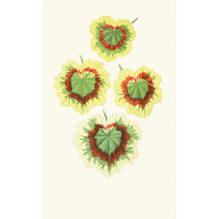 Pelargonium Zonale - Edward Joseph Lowe — artwork view
