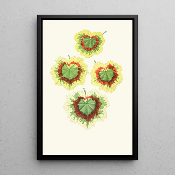 Pelargonium Zonale - Edward Joseph Lowe — framed artwork on a wall