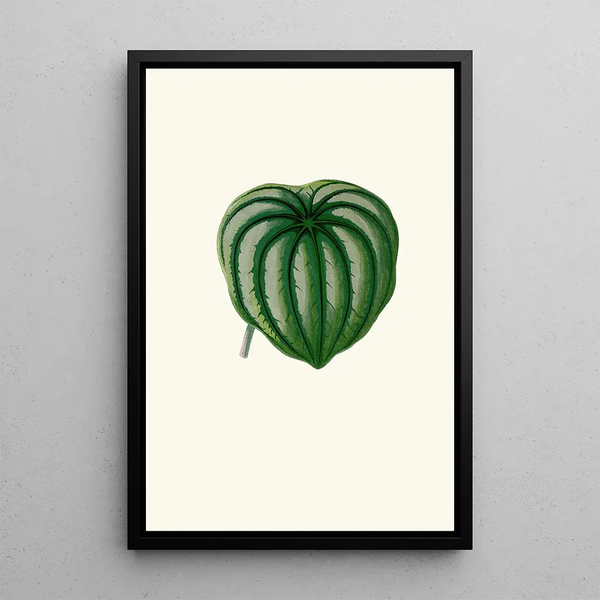 Peperomia Argyrea - Edward Joseph Lowe — framed artwork on a wall