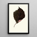 Reproduction of the painting Perilla Nankinensis - Edward Joseph Lowe