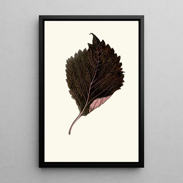 Reproduction of the painting Perilla Nankinensis - Edward Joseph Lowe