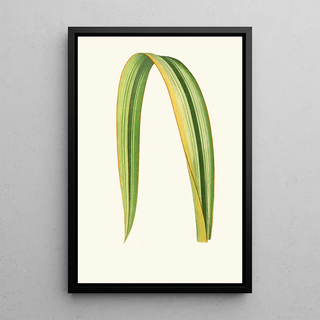 Reproduction of the painting Phormium Tenax - Edward Joseph Lowe