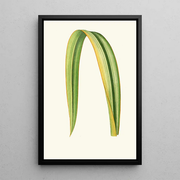 Reproduction of the painting Phormium Tenax - Edward Joseph Lowe