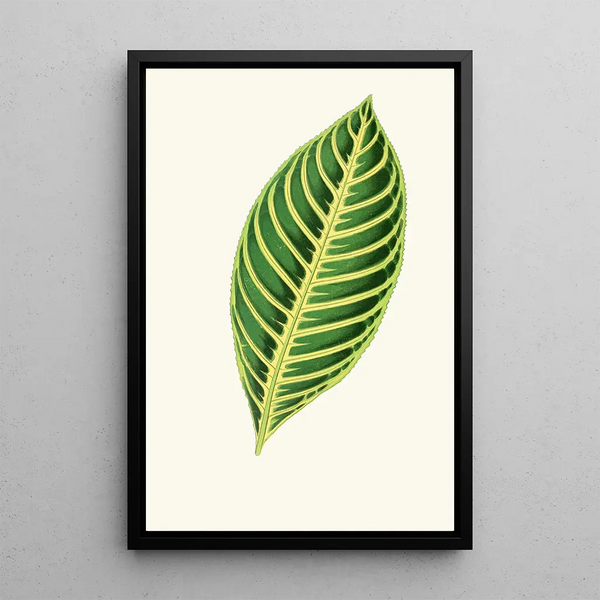 Reproduction of the painting Sanchezia Nobilis - Edward Joseph Lowe
