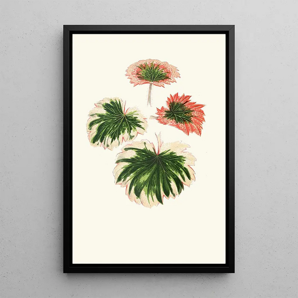 Reproduction of the painting Saxifraga Fortunei - Edward Joseph Lowe