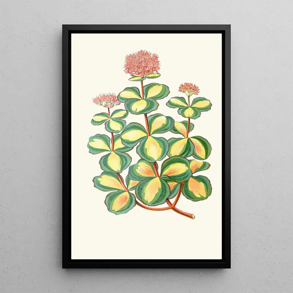 Reproduction of the painting Sedum Sieboldii - Edward Joseph Lowe