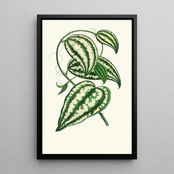 Smilax Macrophylla - Edward Joseph Lowe — framed artwork on a wall