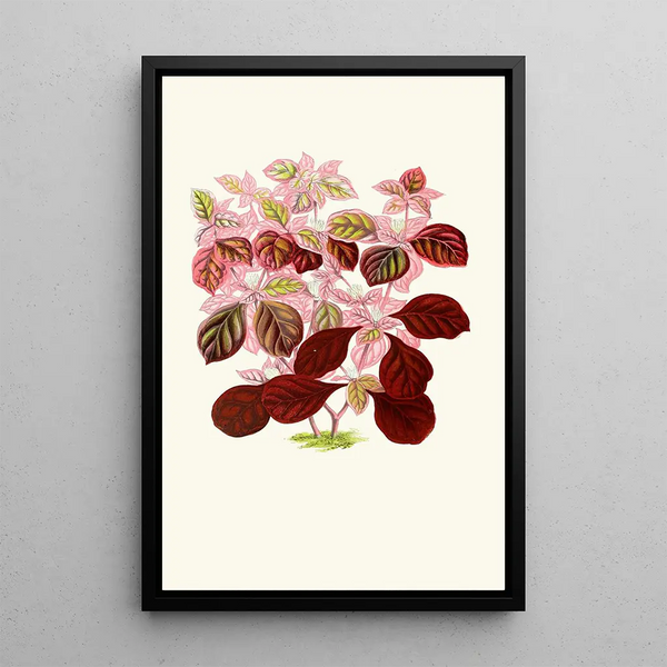 Telanthera Ficoidea - Edward Joseph Lowe — framed artwork on a wall