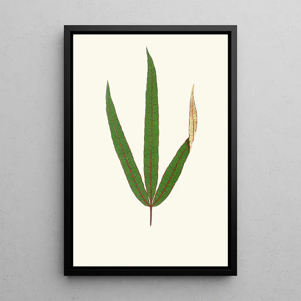 Terminalia Elegans - Edward Joseph Lowe — framed artwork on a wall
