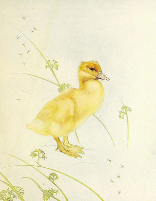 The Duckling - Edward Julius Detmold — artwork view