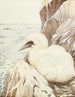 The Puffin - Edward Julius Detmold — artwork view