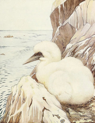 The Puffin - Edward Julius Detmold — artwork view