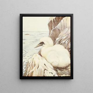 The Puffin - Edward Julius Detmold — framed artwork on a wall