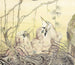 The Jay - Edward Julius Detmold — artwork view