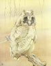 The Tawny Owl - Edward Julius Detmold — artwork view