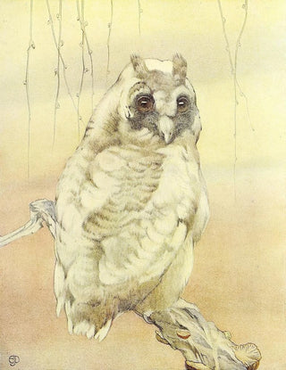 The Tawny Owl - Edward Julius Detmold — artwork view