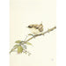 La Fauvette - Edward Julius Detmold — artwork view
