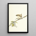 La Fauvette - Edward Julius Detmold — framed artwork on a wall