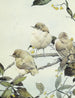 Le Pouillot fitis - Edward Julius Detmold — artwork view