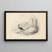 A harlequin - Edward Lear — framed artwork on a wall