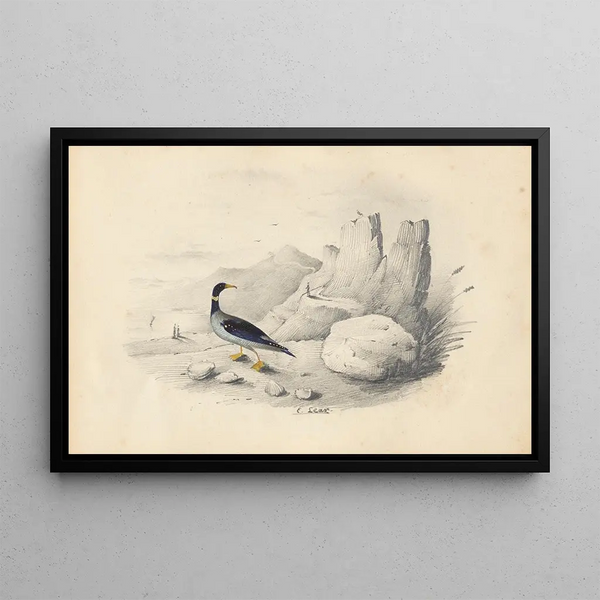 A harlequin - Edward Lear — framed artwork on a wall