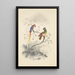 Reproduction of the painting A pair of parrots - Edward Lear