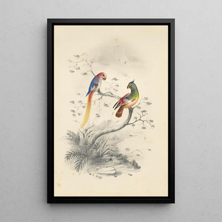 Reproduction of the painting A pair of parrots - Edward Lear