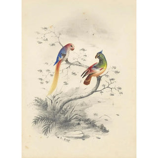 Reproduction of the painting A pair of parrots - Edward Lear