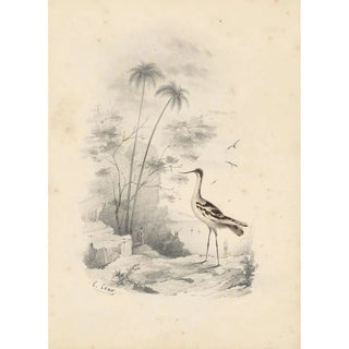 Reproduction of the painting A heron - Edward Lear