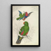 Reproduction of the painting Eclectus Roratus Polychloros - Edward Lear