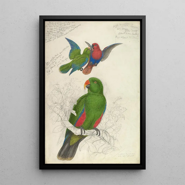 Reproduction of the painting Eclectus Roratus Polychloros - Edward Lear
