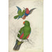 Reproduction of the painting Eclectus Roratus Polychloros - Edward Lear