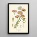 Reproduction of the painting Acroclinium roseum - Edward Step