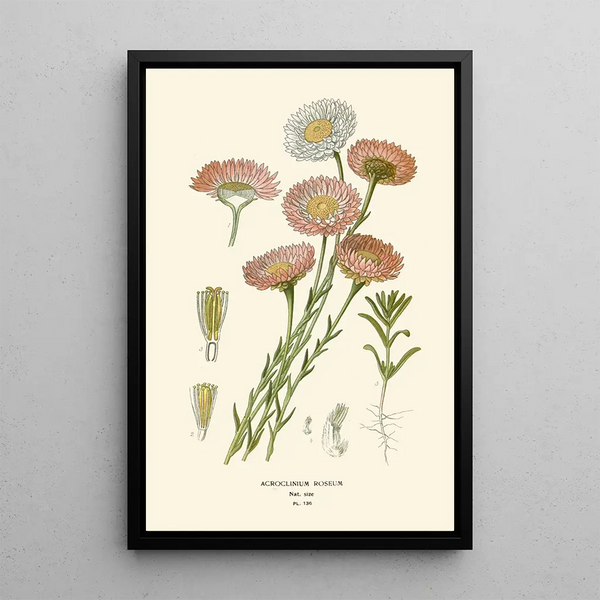 Reproduction of the painting Acroclinium roseum - Edward Step