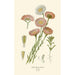 Reproduction of the painting Acroclinium roseum - Edward Step